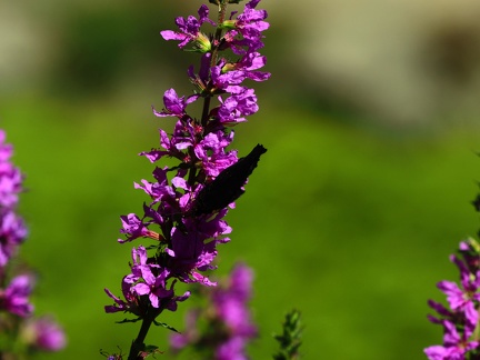 Kapias Goczałkowice