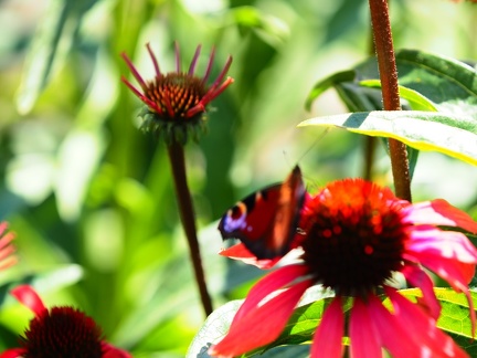 Kapias Goczałkowice 