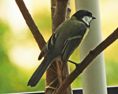 Mésange 