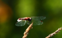 Faune