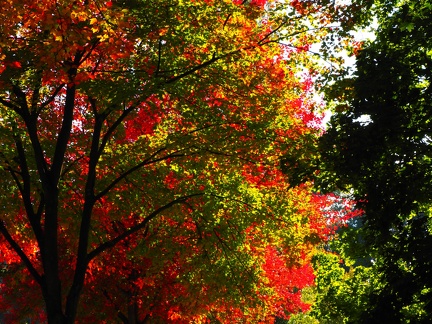 Couleurs d'automne