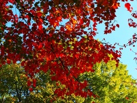 Saisons