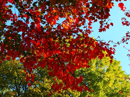 Couleurs d'automne
