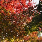 Couleurs d'automne