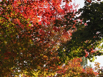 Couleurs d'automne