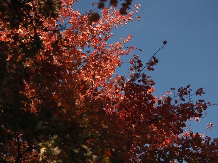 Couleurs d'automne