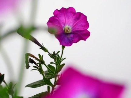 petunia