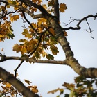 Automne