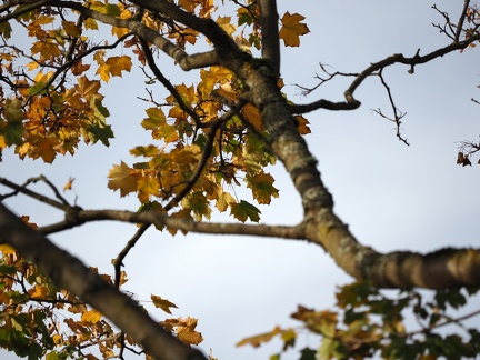 Automne