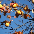 Automne