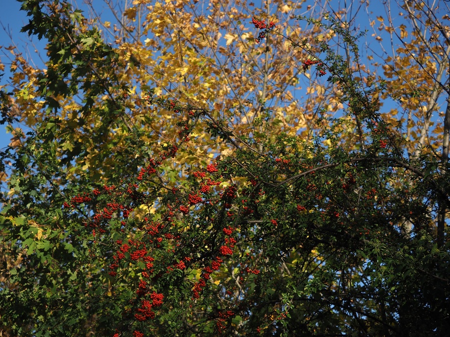 PA300039.JPG