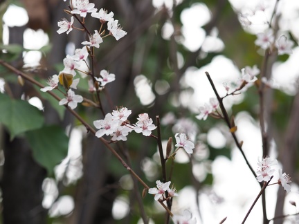 Printemps