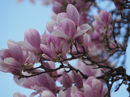Printemps