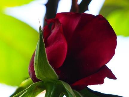 Rose sur balcon