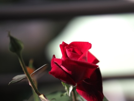 Rose sur balcon
