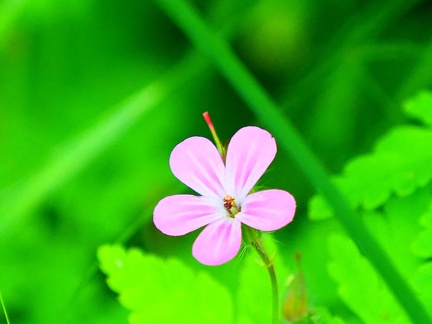 Sur le chemin à Méginand