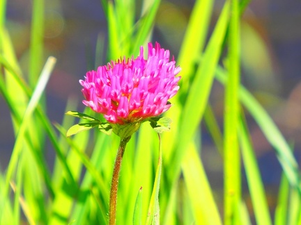 Sur le chemin à Méginand