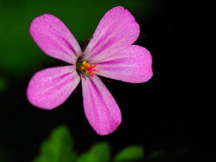 Sur le plateau de Méginand