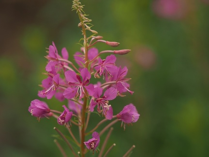 Fleurs du Sancy 