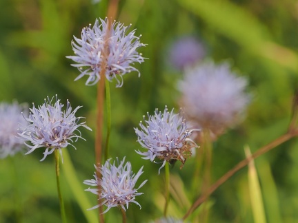 Fleurs du Sancy 