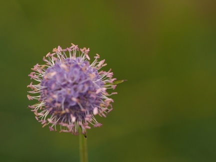 Fleurs du Sancy 