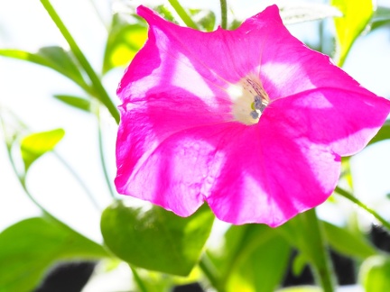 Pétunia