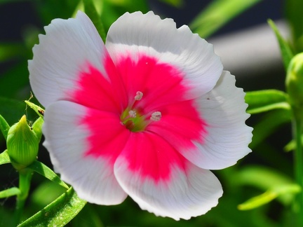 Pétunia