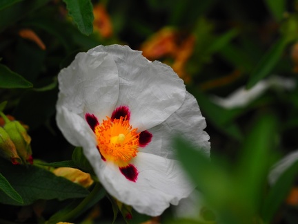 Bac à fleurs 