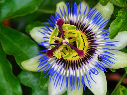 Passiflore 