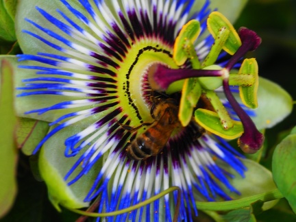 Passiflore 