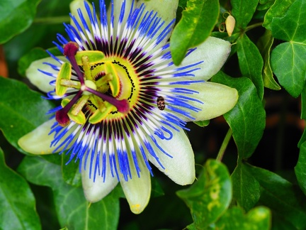 Passiflore 
