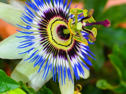 Passiflore 