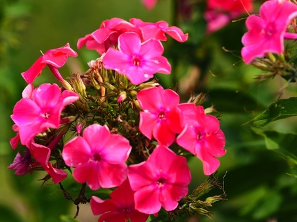 Belles fleurs d'été