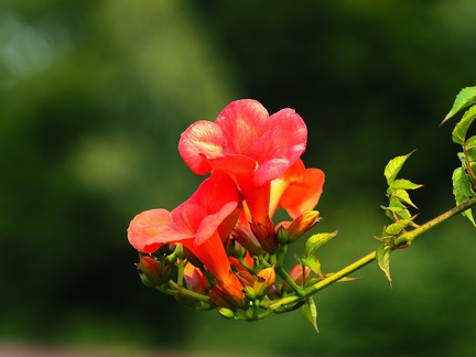 Belles fleurs d'été