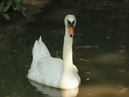 Cygne au parc de Zywiec