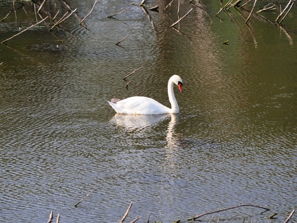 Cygne