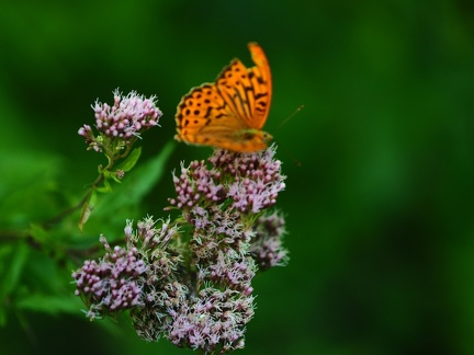 Zimnik - pente de Skrzyczne