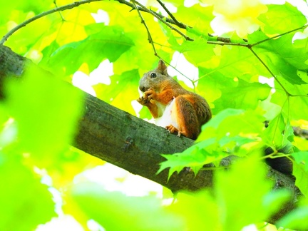 Pologne Nature 