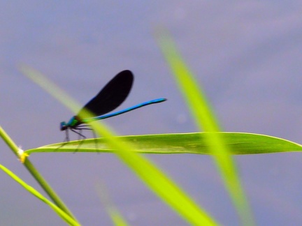 Libellule sur la rivière