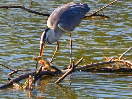 Héron sur le lac de Zywiec Pologne