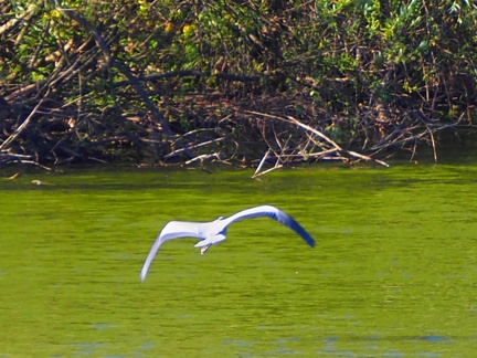 Héron sur le lac de Zywiec Pologne