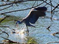 Faune