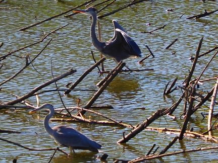Héron sur le lac de Zywiec Pologne
