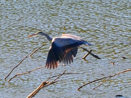 Héron sur le lac de Zywiec Pologne