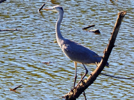 Héron sur le lac de Zywiec Pologne