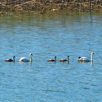 Cygnes - balade familiale