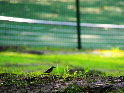 Dans le Park, le Stade d'athlétisme 