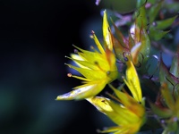 Macro