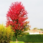 Automne au Bois de Serres 