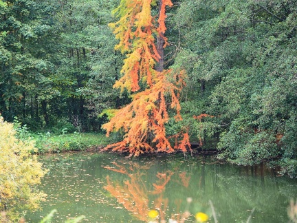 Automne au Bois de Serres 